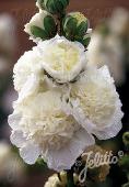alcea rosea plena  'Chaters white'